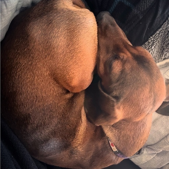 Vintage Other - Cozy Brown Doggo 🐶 thrifting makes him tired!